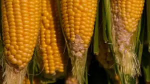 FAO grūdų indeksas: ko Lietuvos pirkėjams laukti rudenį