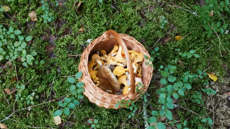 Grybavimo sezonui: saugi išvyka iki rugpjūčio 20 d