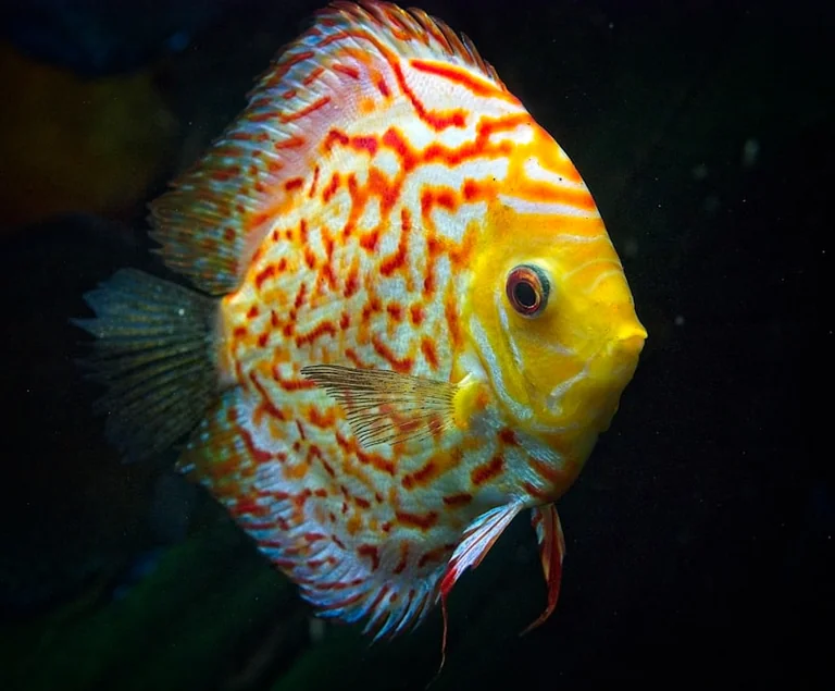 Mykolo Aleknos auksas Birmingame? Prognozė iki rugpjūčio 10 d