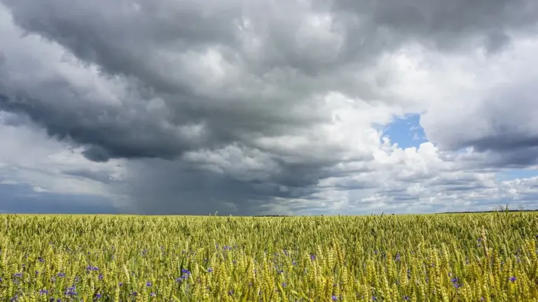 Vėsi vasara Lietuvoje klaidina: ką rodo 30 metų duomenys