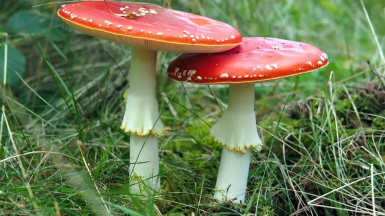 Grybavimas rugsėjo 5–6 d.: kaip išvengti apsinuodijimo