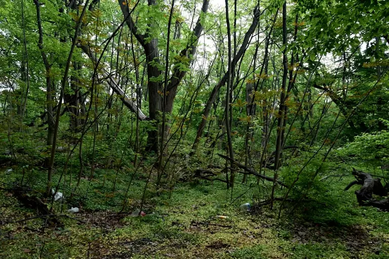 Miškams, atliekoms ir sodams siūlomos naujos taisyklės