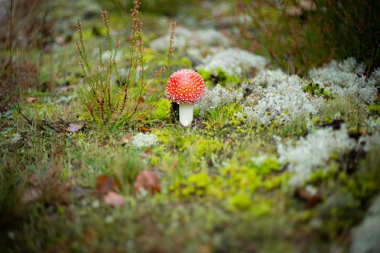 Rudens lygiadienis Lietuvoje: ką žymėjo metų kaita