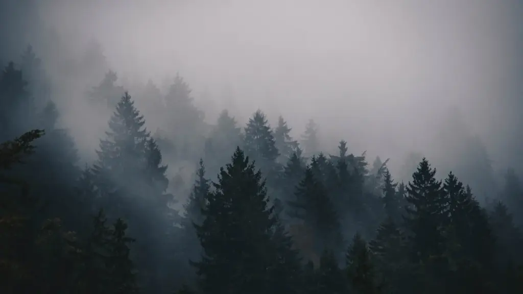 Tankus spygliuočių miškas skęsta tirštame kalnų rūke, kurdamas paslaptingą ir ramią atmosferą.