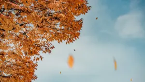 Sapnas apie krintančius lapus: pokyčių ir rudens vaizdiniai